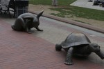 The Tortoise vs the Hare