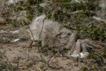 Tufts of Fur on Trail