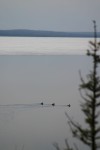 Loons on a Placid Kingsmere Lake