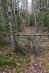 Typical Deadfall on the Trail