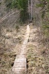 Walkway Over the Marshland