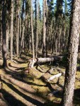 A typical view of the trail (~17 km).