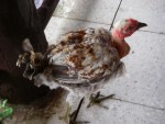 A chicken wandering through our restaurant.