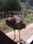 Imported ostrich