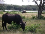 Water buffalo