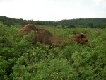 A camel, believe it or not!