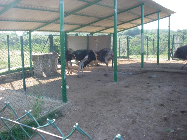 Ostrich farm