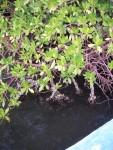 Red Mangrove roots are used to grow and harvest oysters.