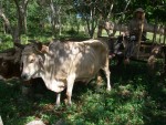 Rural transport by ox cart.