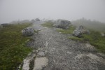 Foggy coastal trail