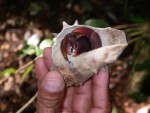 Hermit crabs can be found along the path to the top of the 83m hill!