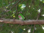 A Cuban Tody.